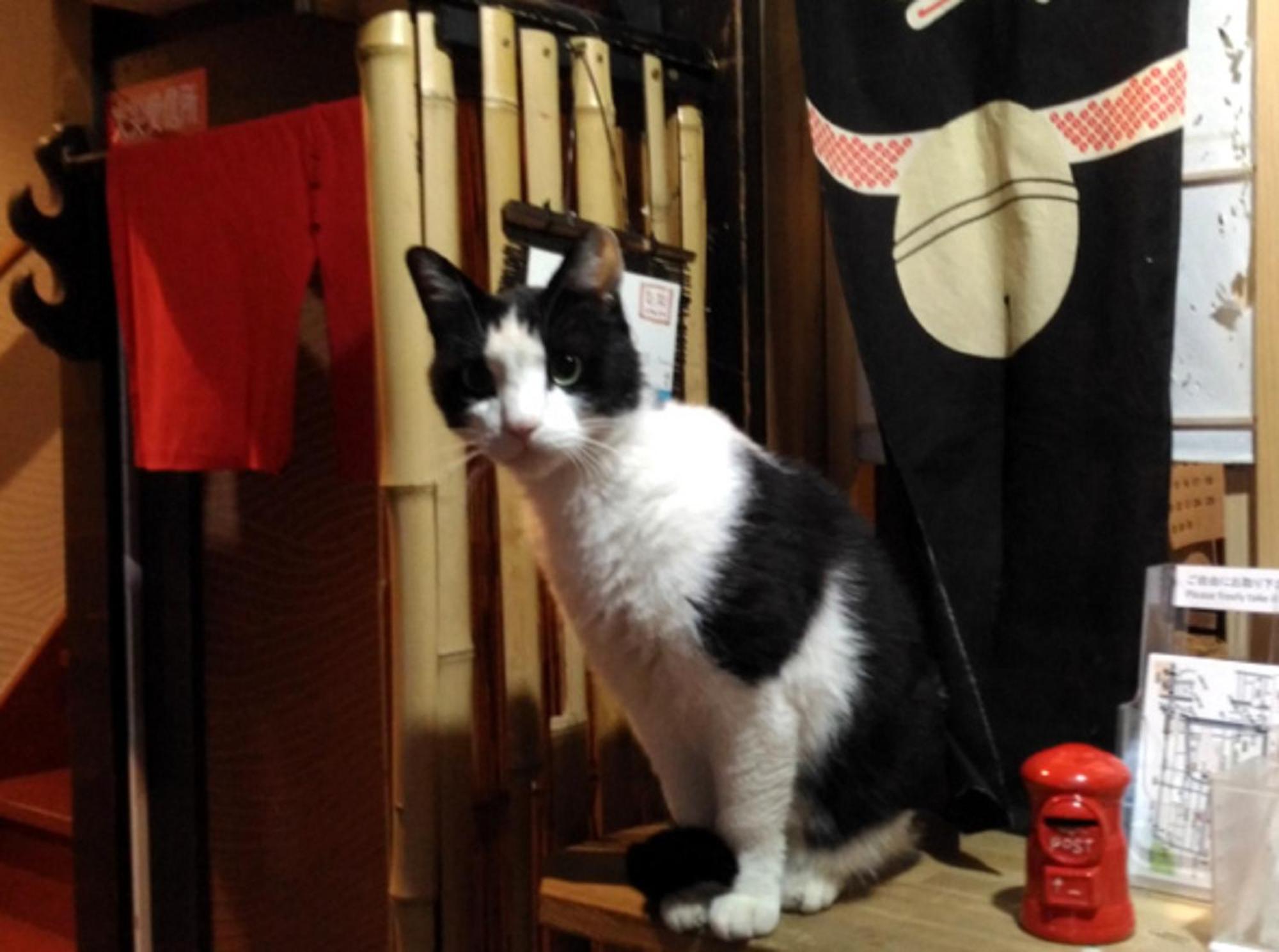 Kyoto Shirakawa Kiraku Inn Kültér fotó